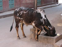 Cows could find food tossed out for them in bins in the city of Bikaner, Rajasthan, India