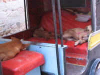 Dogs catch a nap in a rickshaw in Bikaner, Rajasthan, India