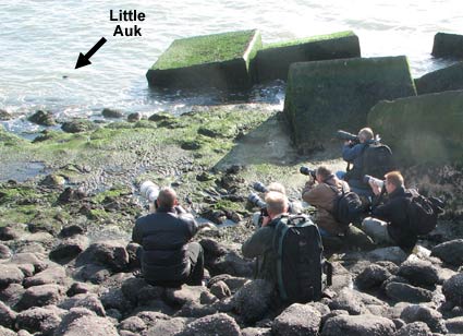 Birders pointing their cameras at a Little Alk