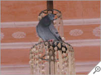 Pigeon in a chandelier in Jaipur