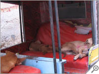 Dogs in a rickshaw in Bikaner