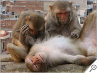 Relaxing monkey in Jaipur