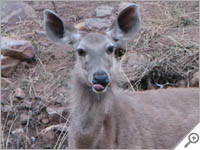 Deer sticks her tongue out