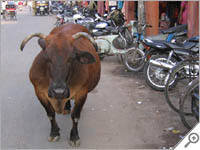 Cow walking a street in Jaipur