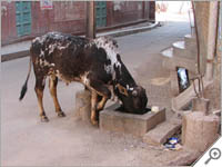 Cow munching on a street in Bikaner