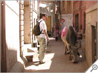 Cow on a street in Bikaner