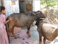 Cows block the toilet near Jodhpur