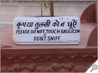 Do not sniff the bascilicum