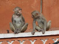 Monkeys in Jaipur