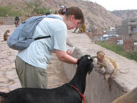 A goat gets into the act