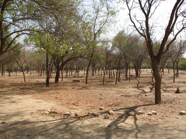 Bishnoi village massacre memorial