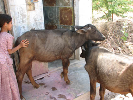 Livestock block the toilet