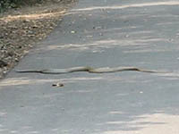 Snake, Krait in Keoladeo National Park, Bharatpur, India