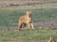 Dhole or Wild Dog in Keoladeo National Park, Bharatpur, India