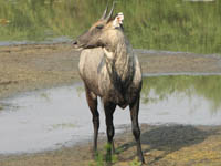 Nilgai in Keoladeo National Park, Bharatpur, India