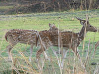 Spotted Deer in Keoladeo National Park, Bharatpur, India