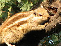 Five-striped Palm Squirrel in Keoladeo National Park, Bharatpur, India 