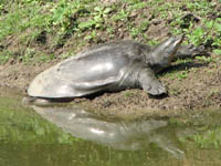 Turtle in Keoladeo National Park 