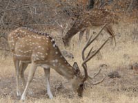 Chital deer in Ranthambhore National Park