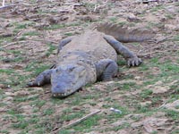 Marsh Crocodile in Ranthambhore National Park