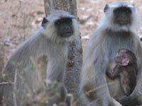 Langur monkey in in Ranthambhore National Park