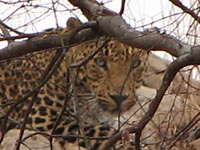 Leopard in Ranthambhore National Park, India