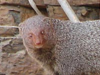 Mongoose in Ranthambhore National Park, India