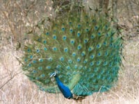 Peacock in Ranthambhore National Parkalace