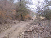 A road in Ranthambhore National Park, India