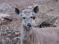 Sambar deer in Ranthambhore National Park