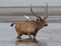 Sambar deer in in Ranthambhore National Park