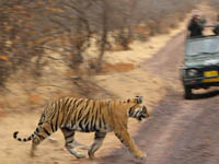 Tiger in Ranthambhore National Park, India