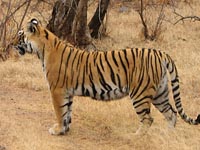 Tiger in Ranthambhore National Park, India