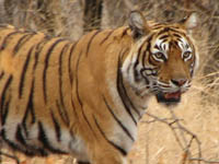 Tiger in Ranthambhore National Park, India