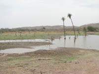 Watering hole in Ranthambhore National Park, India