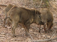 Wild boar in Ranthambhore National Park, India