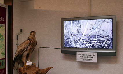 Television with live images of nesting White-tailed Eagles