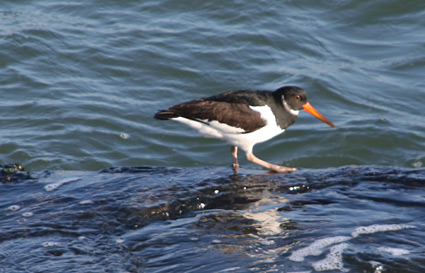 Oystercatcher