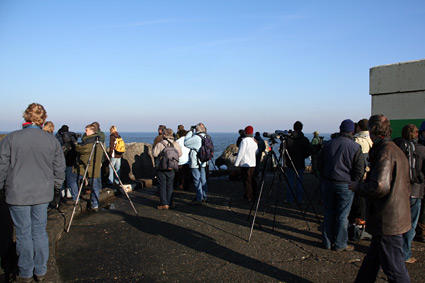 Birders at IJmuiden Zuidpier