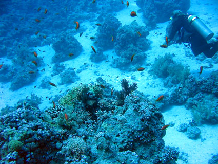 Yolanda Reef