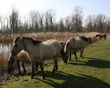 Konik at Oostvaardersplassen