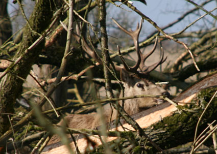 Red Deer at Oostvaardersplassen