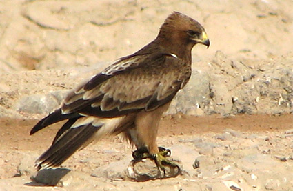 Black Kite at Sharm El Sheikh sewage ponds