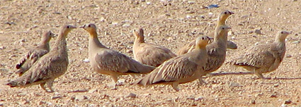 Spotted and Crowned Sandgrouse at Sharm El Sheikh sewage ponds