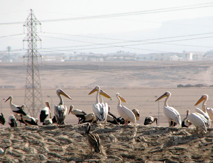 White Pelicans at Sharm El Sheikh sewage ponds