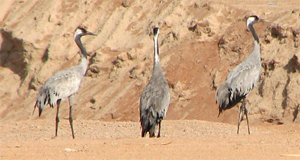 Common Cranes at Sharm El Sheikh sewage ponds