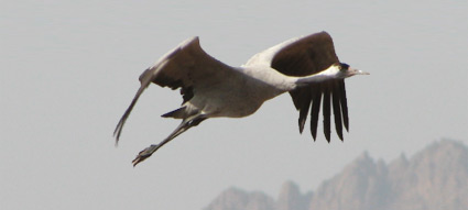 Common Crane at Sharm El Sheikh sewage ponds