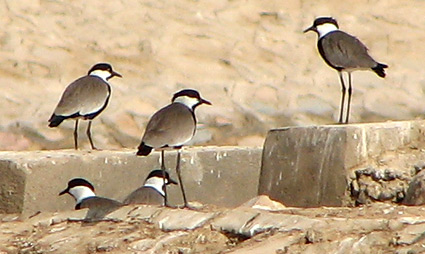 Spur-winged Plovers at Sharm El Sheikh sewage ponds