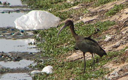 Glossy Ibis at Sharm El Sheikh sewage ponds