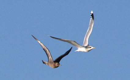 Pomarine Jaegers chasing a gull